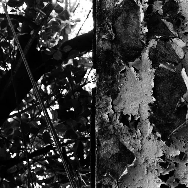la selva misma